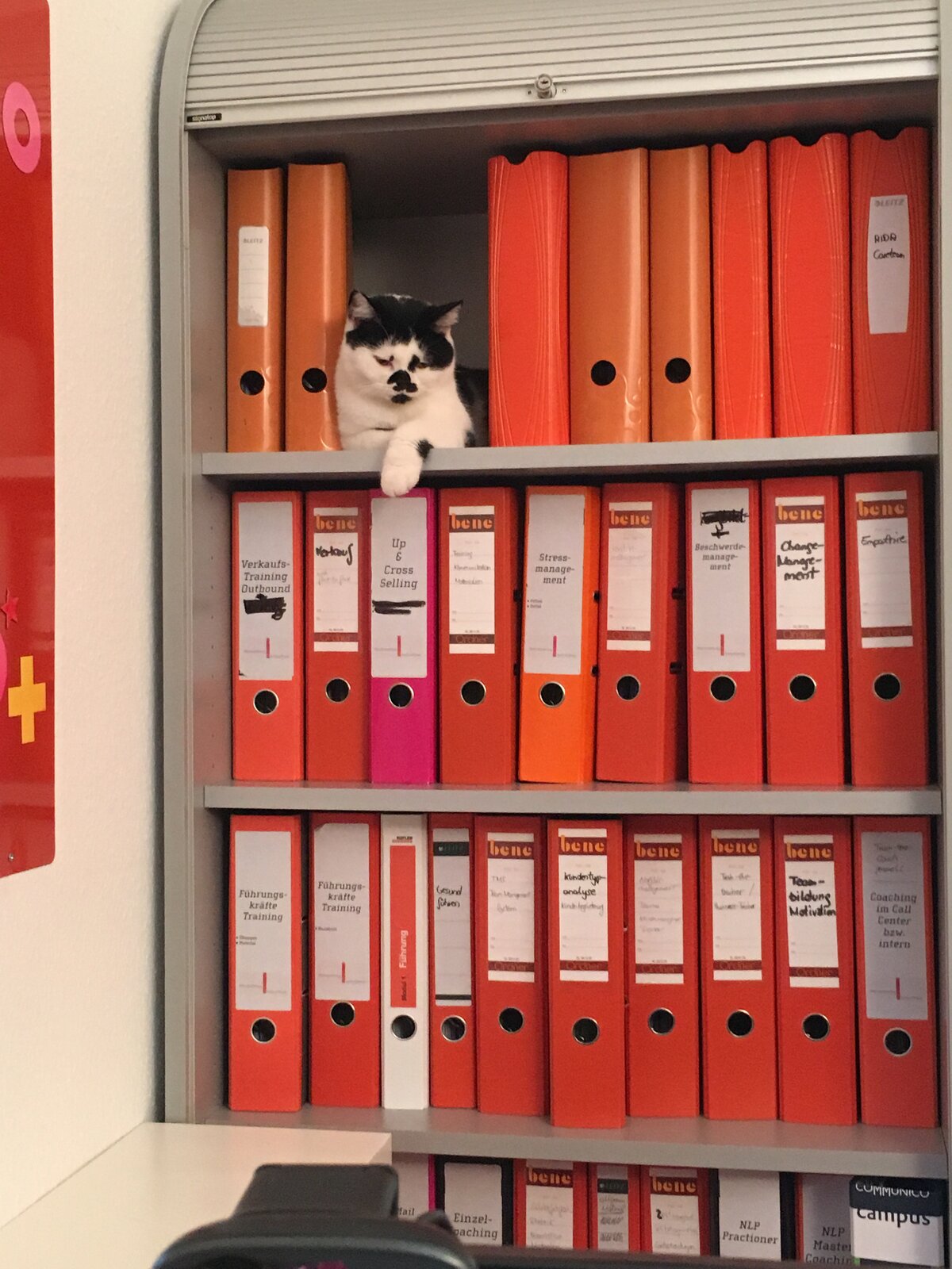 Bürokatze Alina sitzt zwischen den Trainingsordnern im Aktenschrank