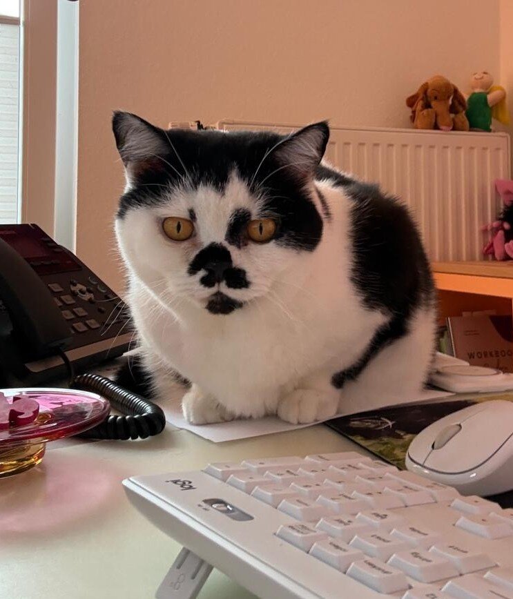 Bürokatze Alina am Schreibtisch