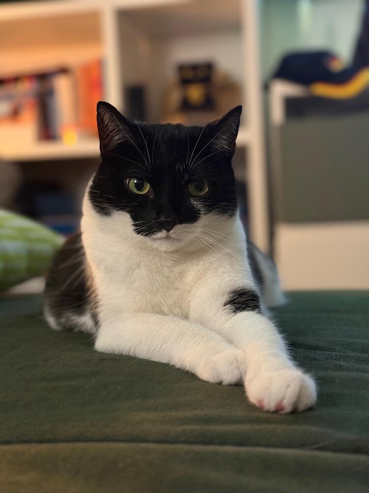 Bürokatze Basima entspannt im Büro