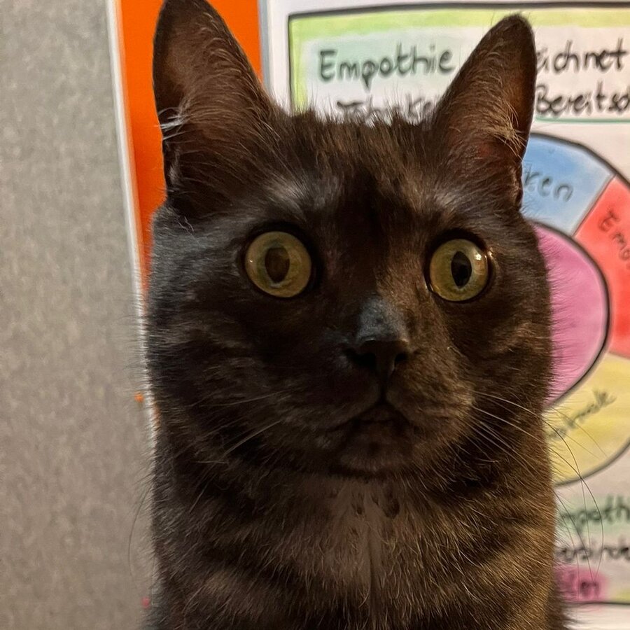 Bürokatze Tapsi vor dem Trainings-Flipchart